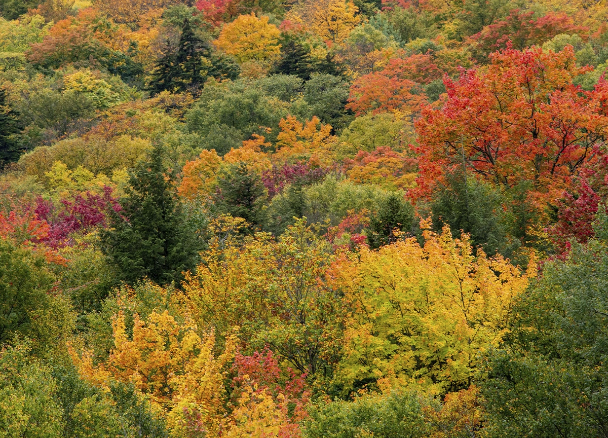 Aerial view of tree tops changing color in the fall. 