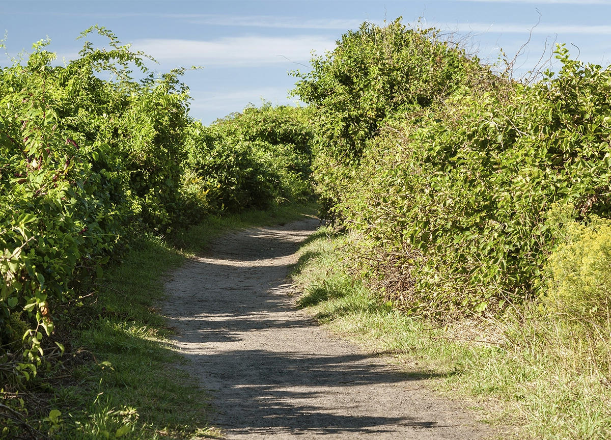 A well-worn dirt path leading to the water is cut through overgrown vines and shrubs.