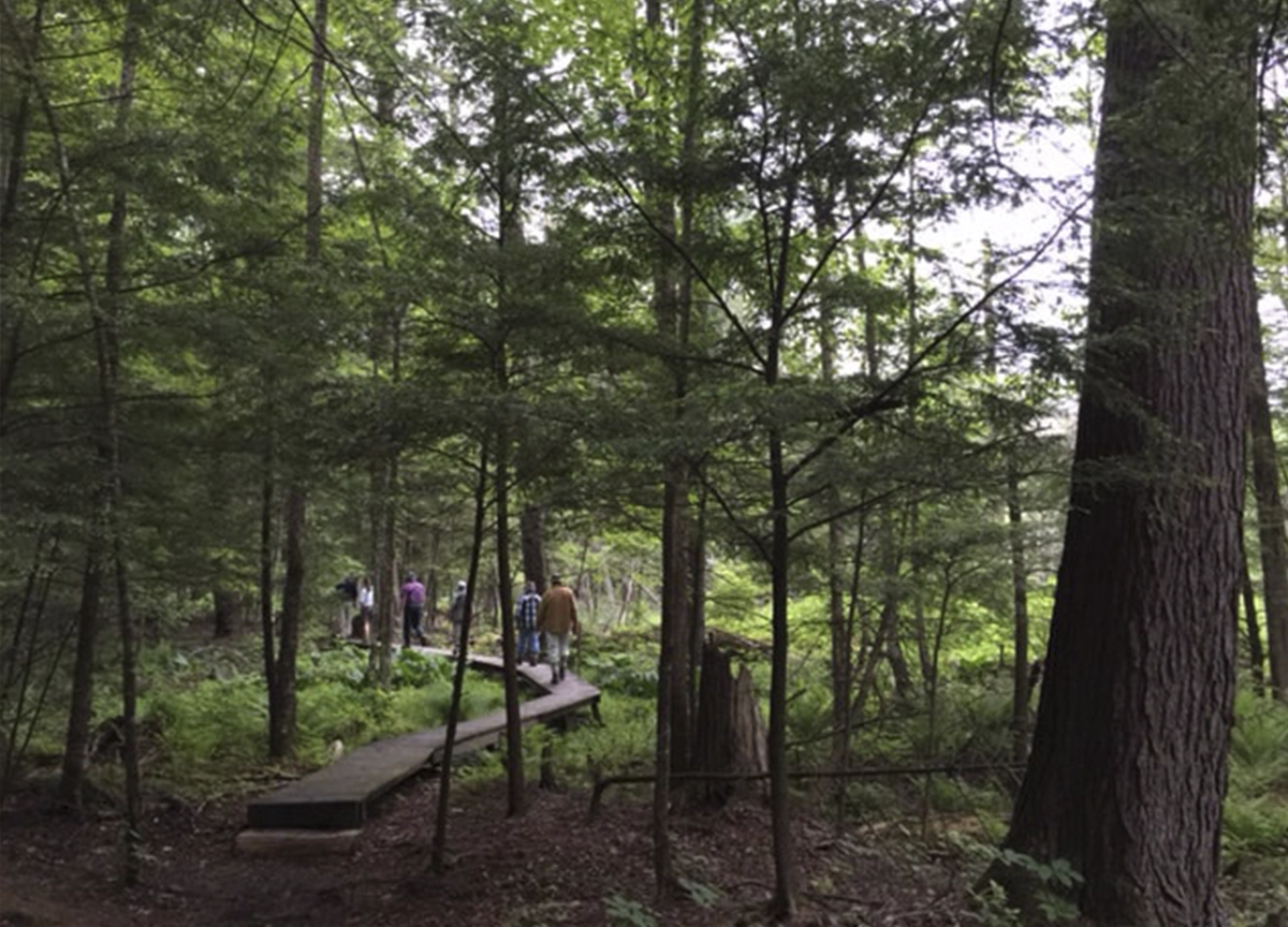 An elevated wooden boardwalk winds through the woods. 