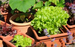 Assortment of vegetable plants in pots