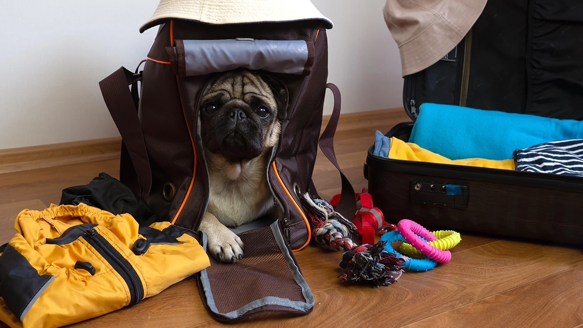 A Pug sits in its carrier surrounded by clothes and toys.