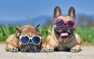 Two dogs wearing sunglasses on the beach.