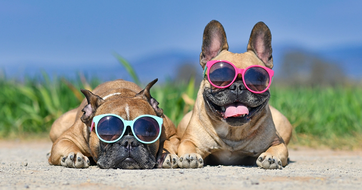 Two dogs wearing sunglasses on the beach.