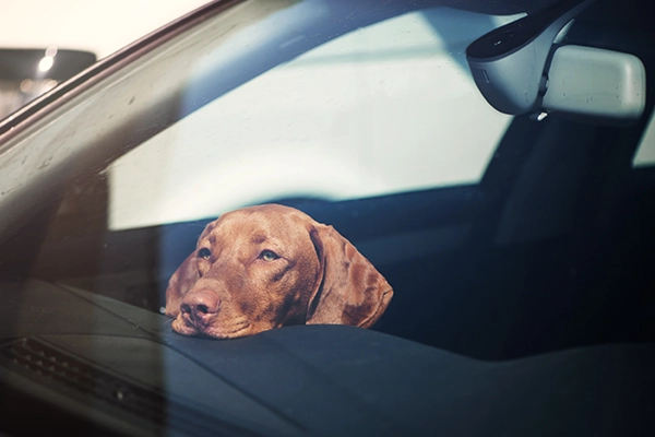 Sad dog inside car waiting for owner