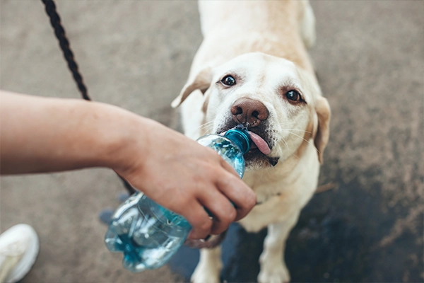 Pet owner giving water to dog with bottle