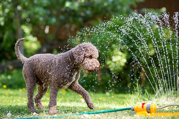 Dog playing with lawn sprinkler.