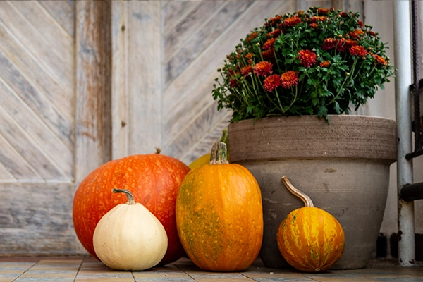 A front porch decorated with pumpkins and mums.