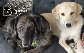 Two rescue dogs laying together on a couch.