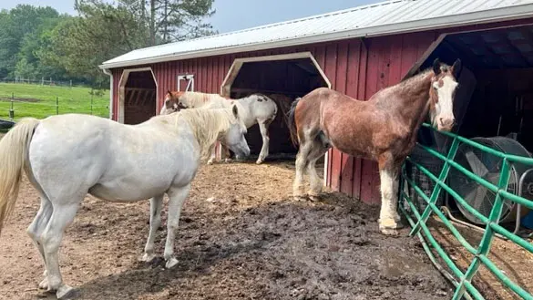 Rescue horses HeartsHerd Animal Sanctuary and Resource Center.