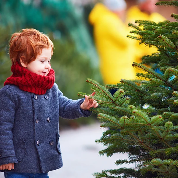Child looking at trees at a Christmas tree farm.