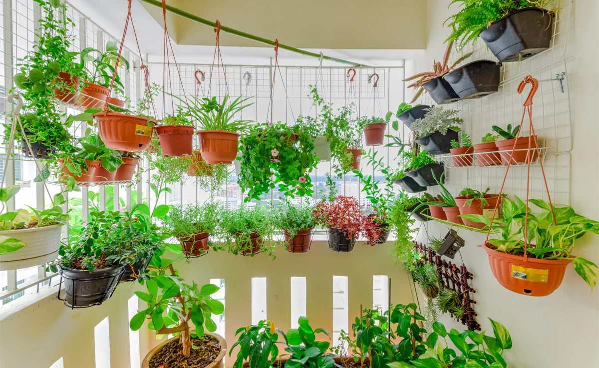 Hanging indoor herb planters create an oasis of green.