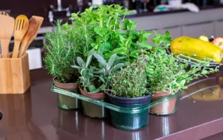 A variety of potted herbs sits on a kitchen counter.