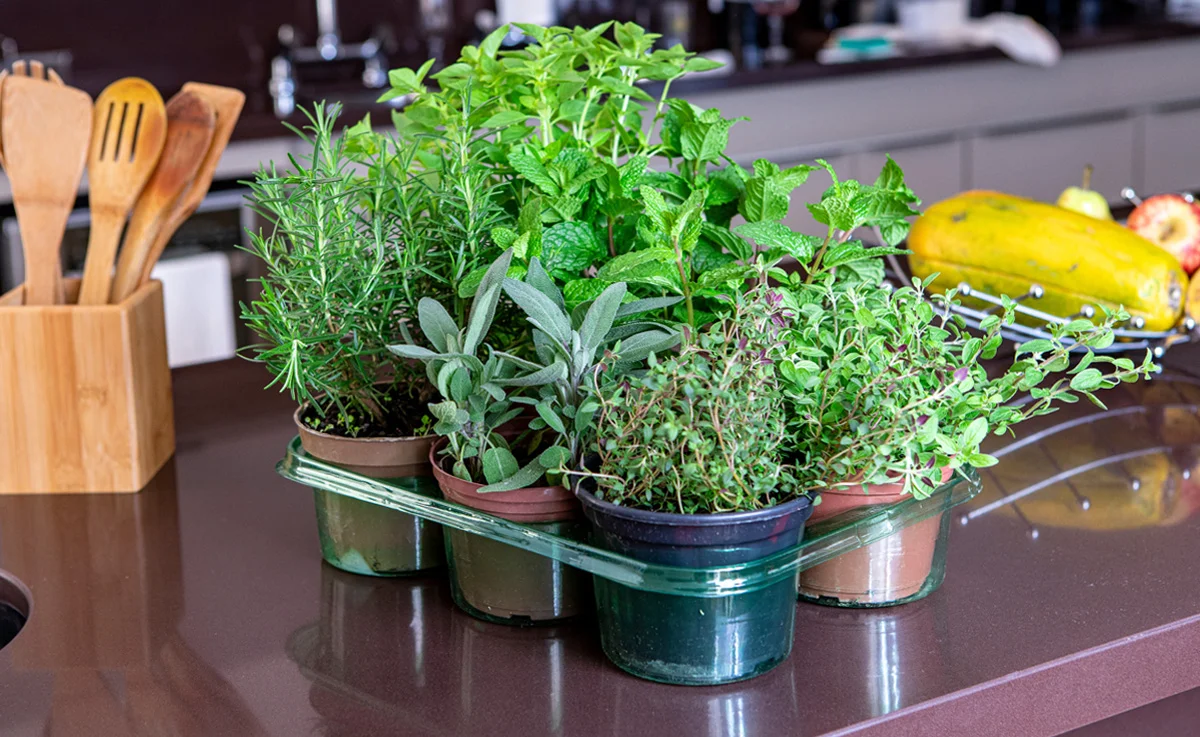 A variety of potted herbs sits on a kitchen counter.