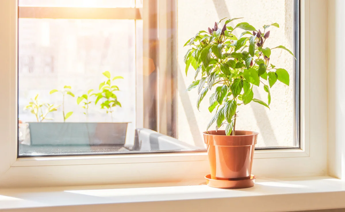 Beams of sunlight shine through a window onto a potted plant.