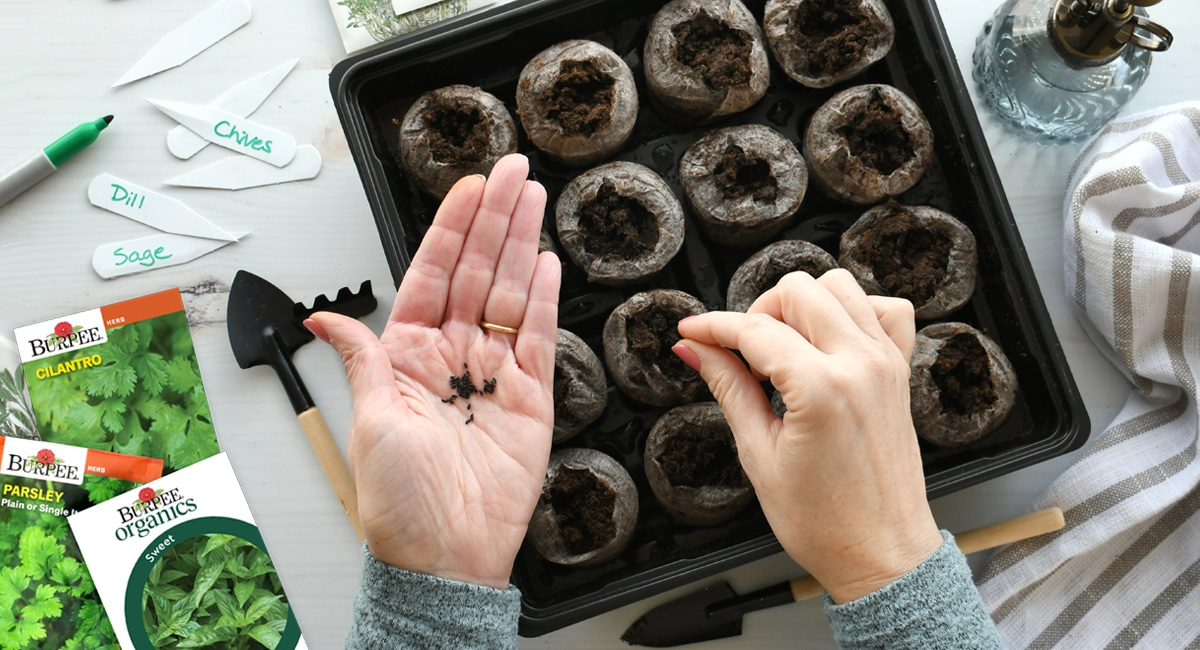 A person plants seeds indoors in a seed starting tray.