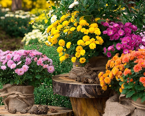 Colorful mums in planters.