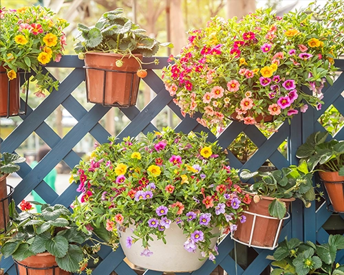 Potted plants and flowers mounted on a trellis.