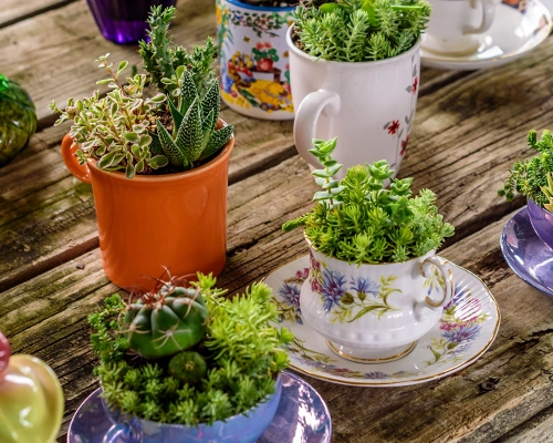 Coffee mugs and teacups repurposed as planters containing succulents.