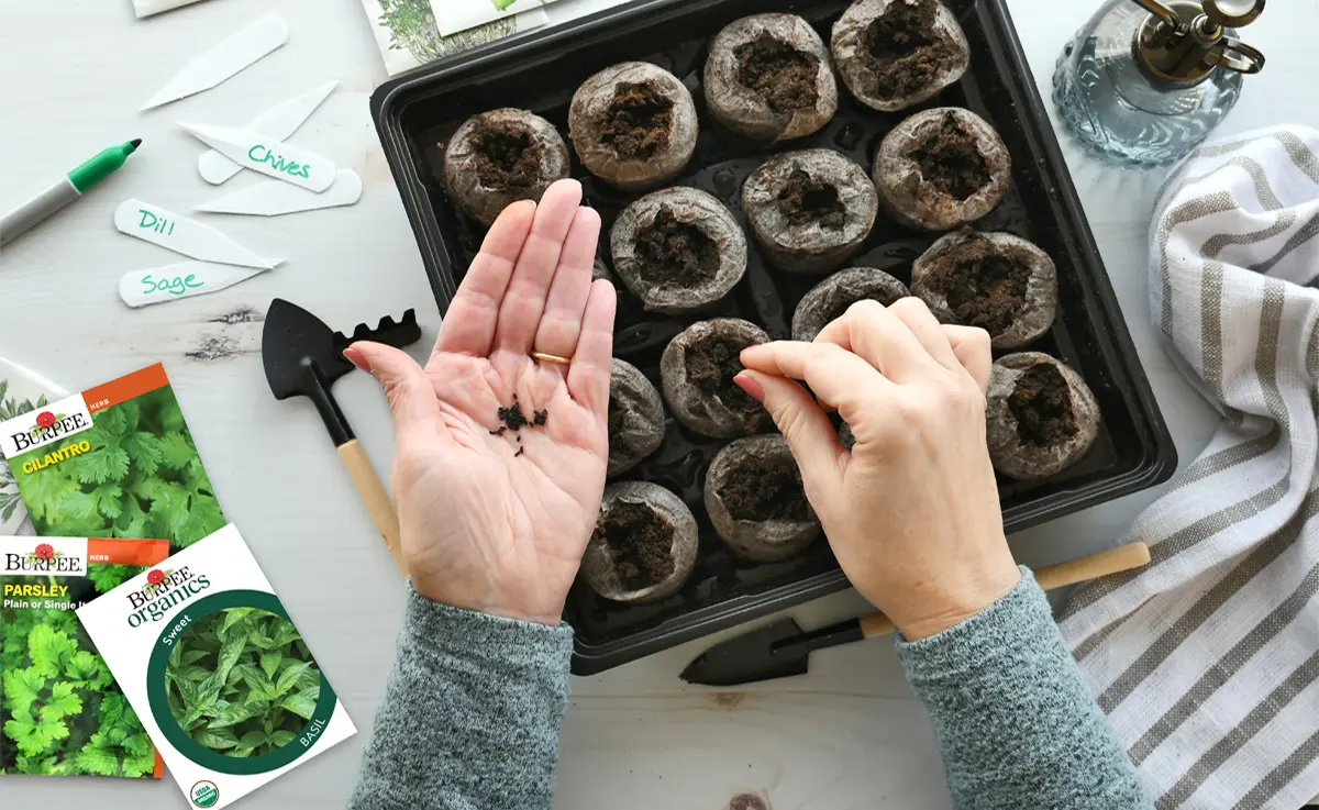 A woman planting seeds in seed pellets indoors.