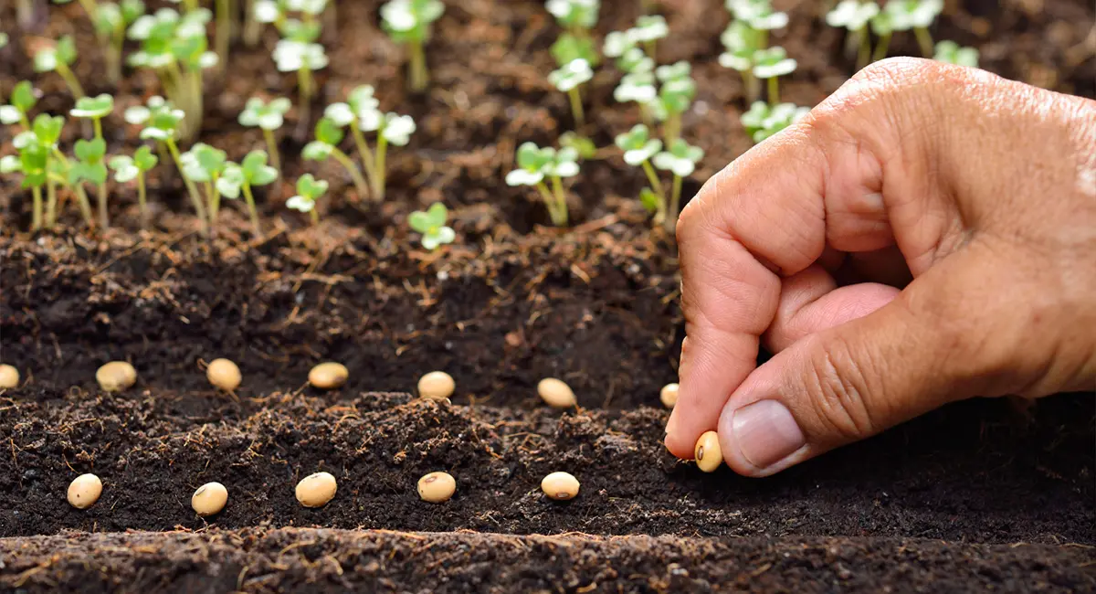 A man planting seeds in a row.