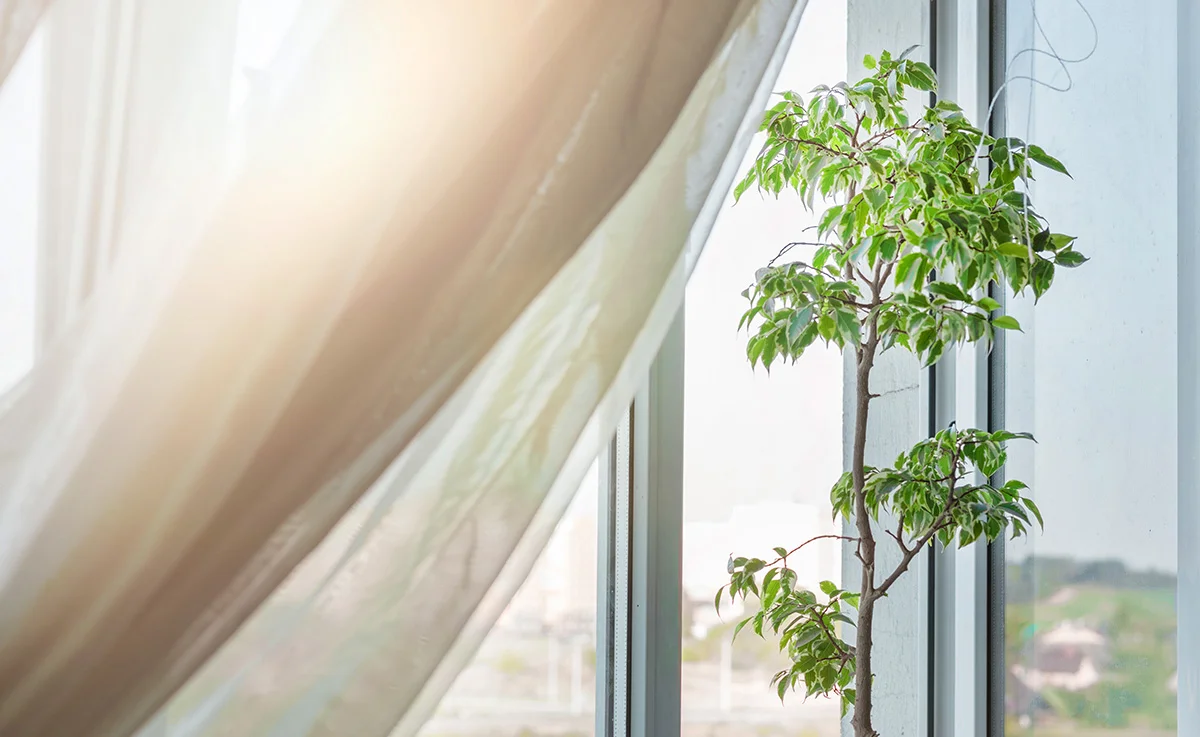 Air purifying plant in front of open window cleaning indoor air.