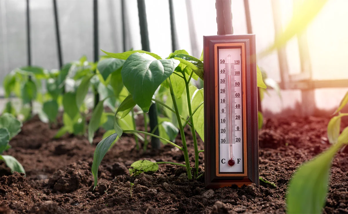A thermometer reading temperature inside a greenhouse.