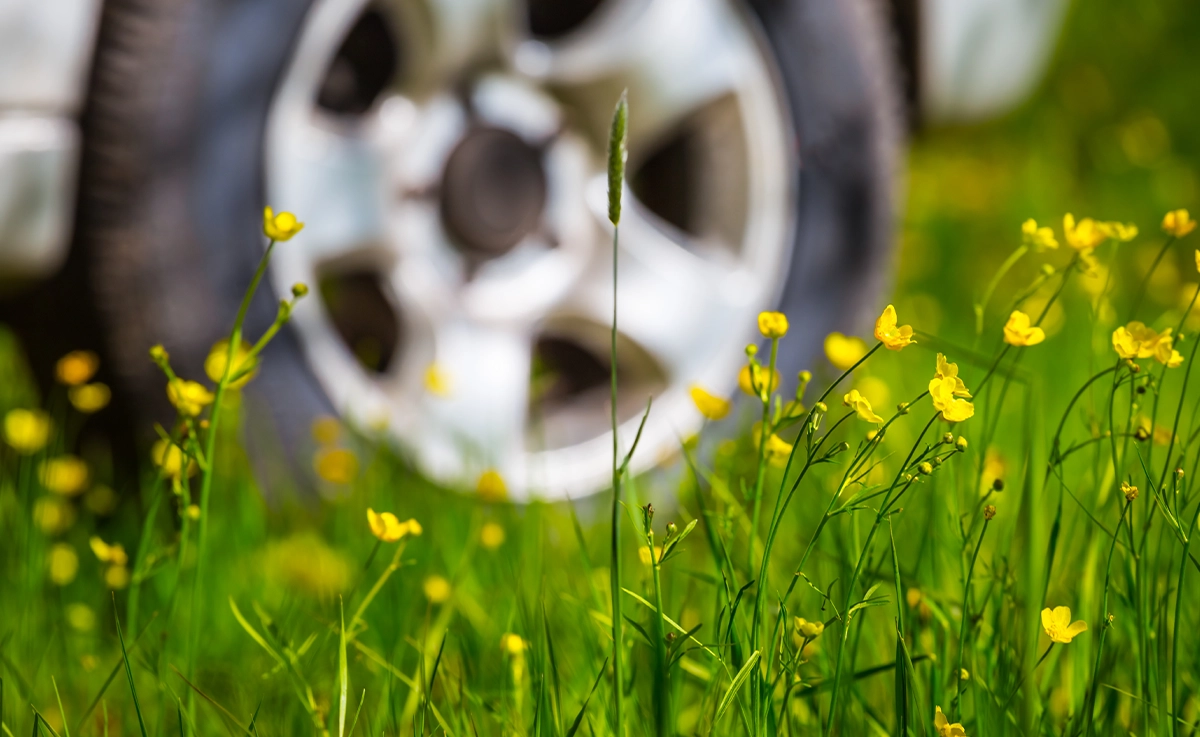 Green grass and yellow flowers with a car in the background.