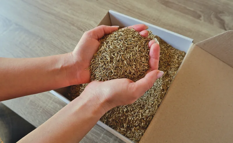 Hands holding grass seed.