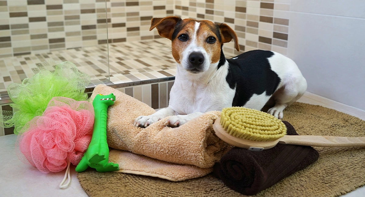 A dog in front of a shower with a toy and loofahs.