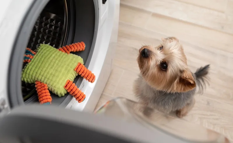 A dog waits for it's toy to come out of the washing machine.