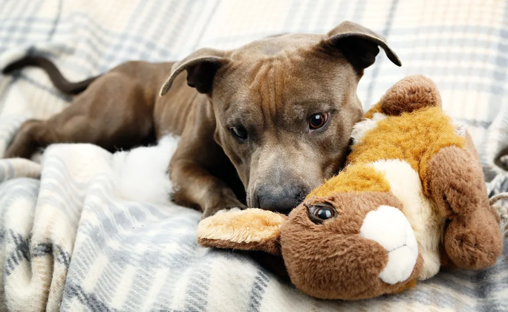 A dog chews on an old plush bunny toy.