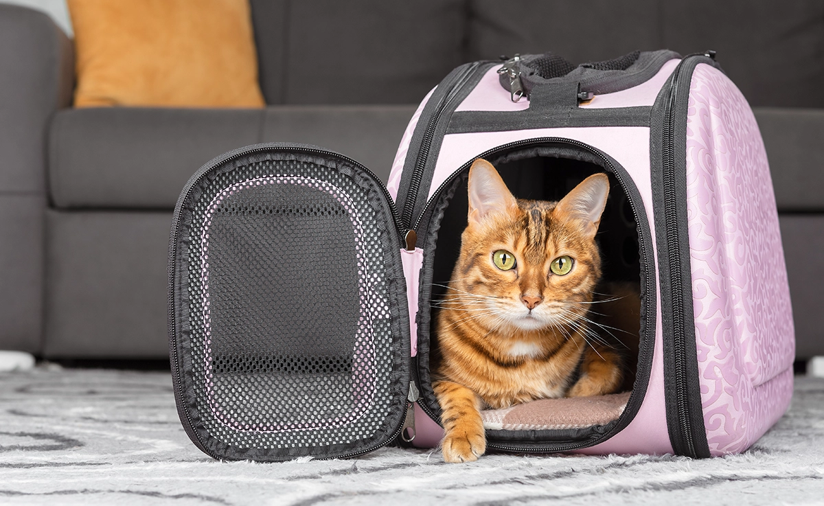 A cat relaxes in a pink cat carrier in a living room.