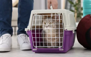 A person sets a cat in a cat carrier down on the floor.
