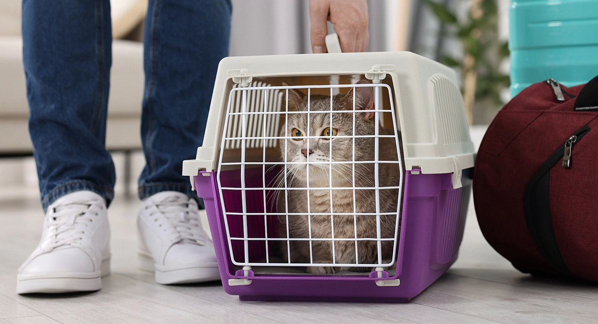 A person sets a cat in a cat carrier down on the floor.