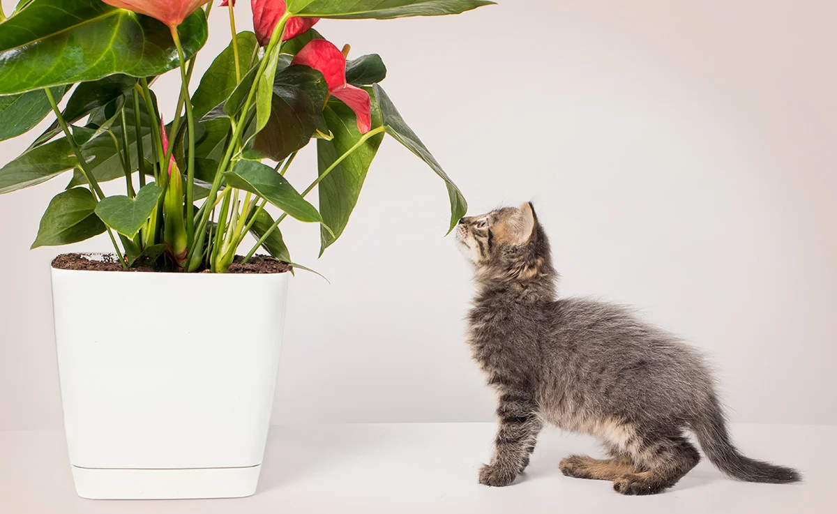 A kitten smells a potted plant with large green and red leaves.