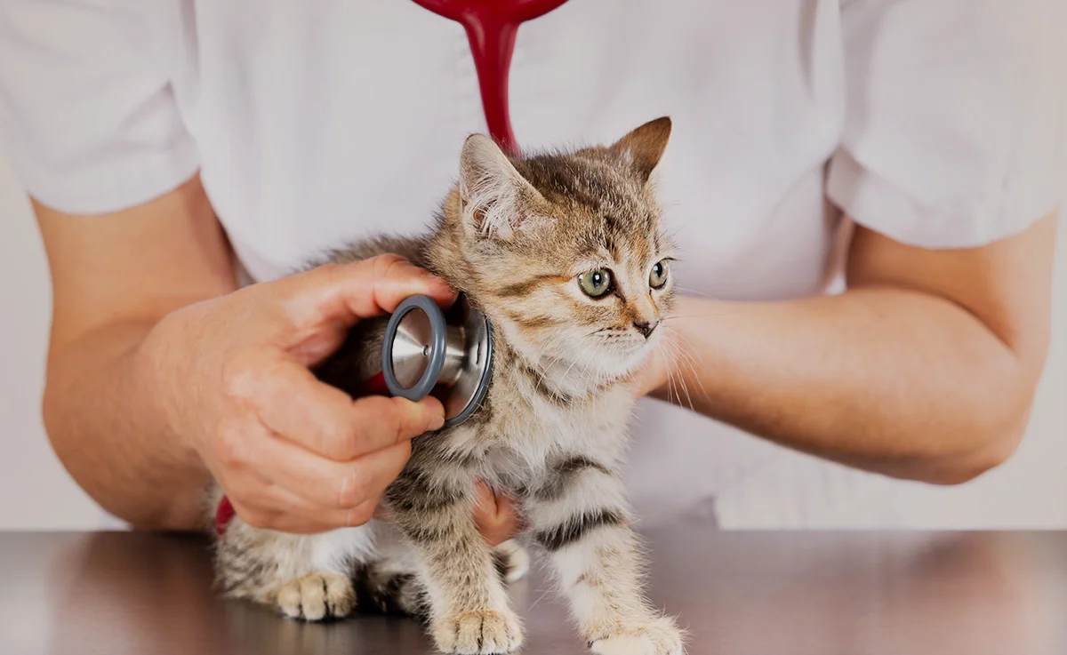 A veterinarian checks a kitten’s heartbeat with a stethoscope.