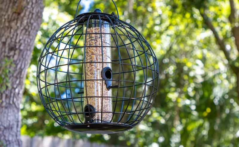 A squirrel-proof bird feeder hanging from a tree.