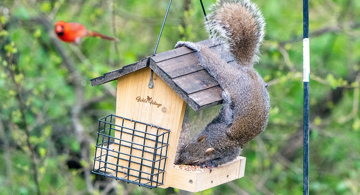 A gray squirrel eats from a bird feeder while a cardinal watches on.