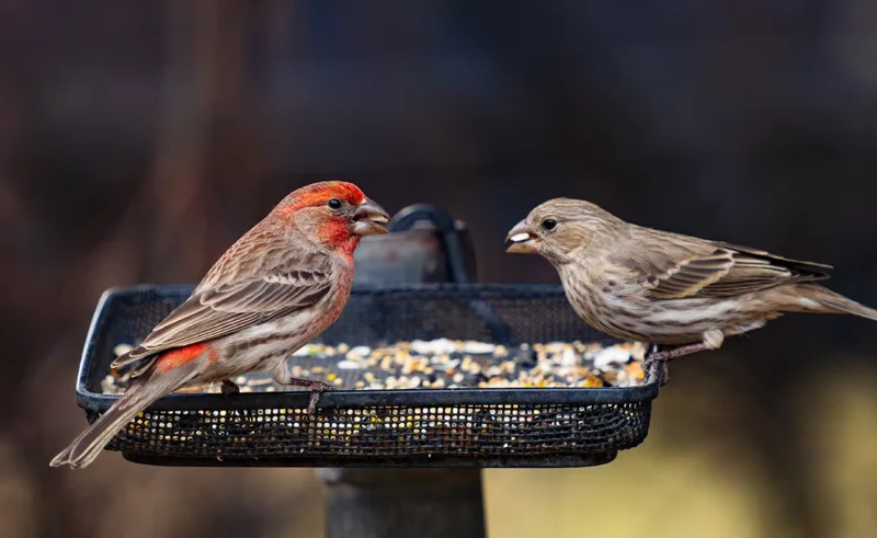 A pair of house finches eating from a bird feeder.