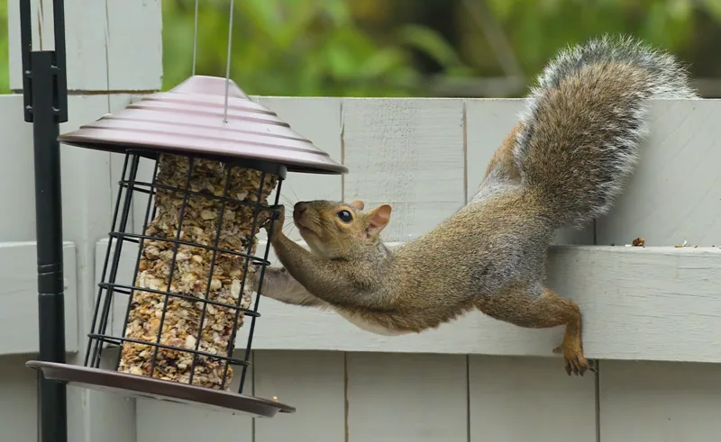 A squirrel trying to reach for a bird feeder from a fence.