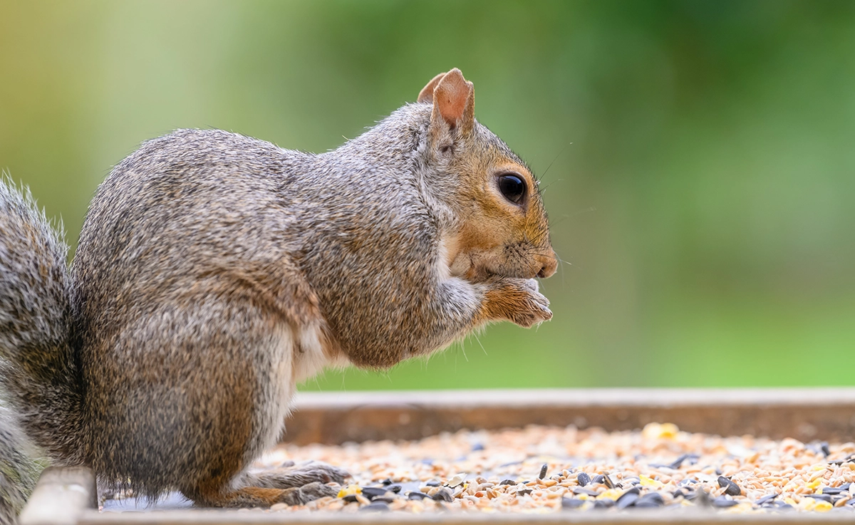 A gray squirrel eats bird seed.