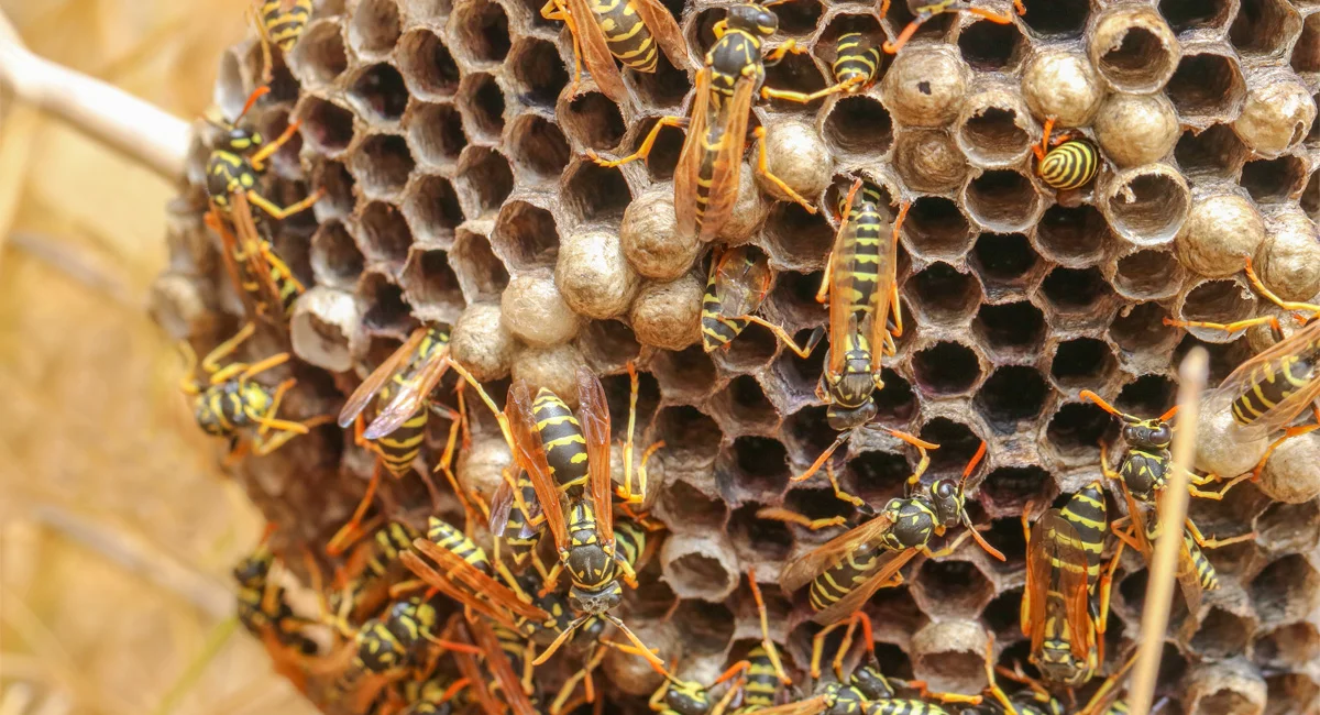 A hornets’ nest hanging outside.