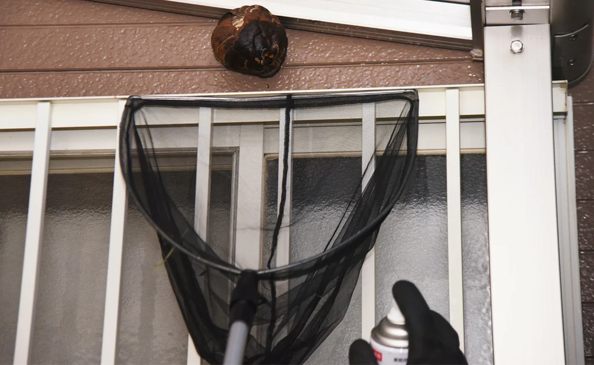 Hornets' nest removal using a net and insecticide spray.