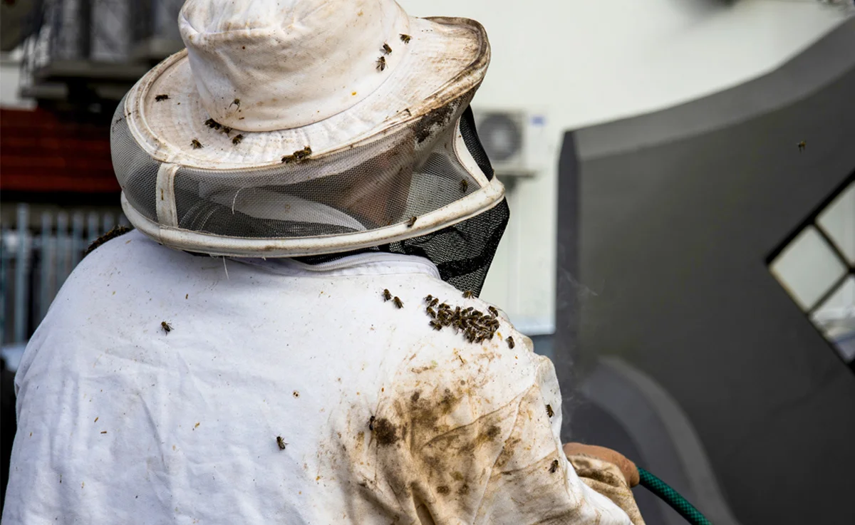 Person in full protection clothing removing bees from an old oak tree.