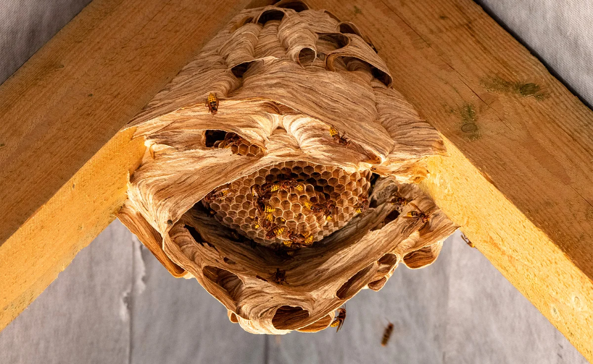 A hornets’ nest under a roof.