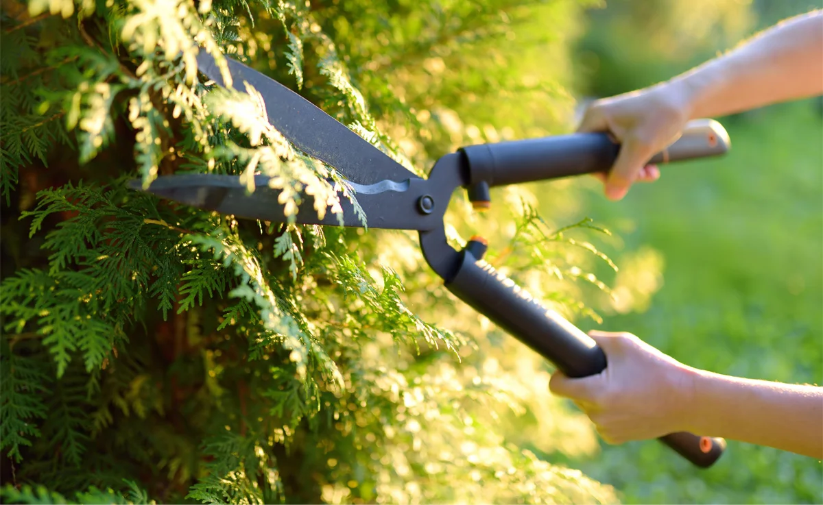 A woman using a hand trimmer.