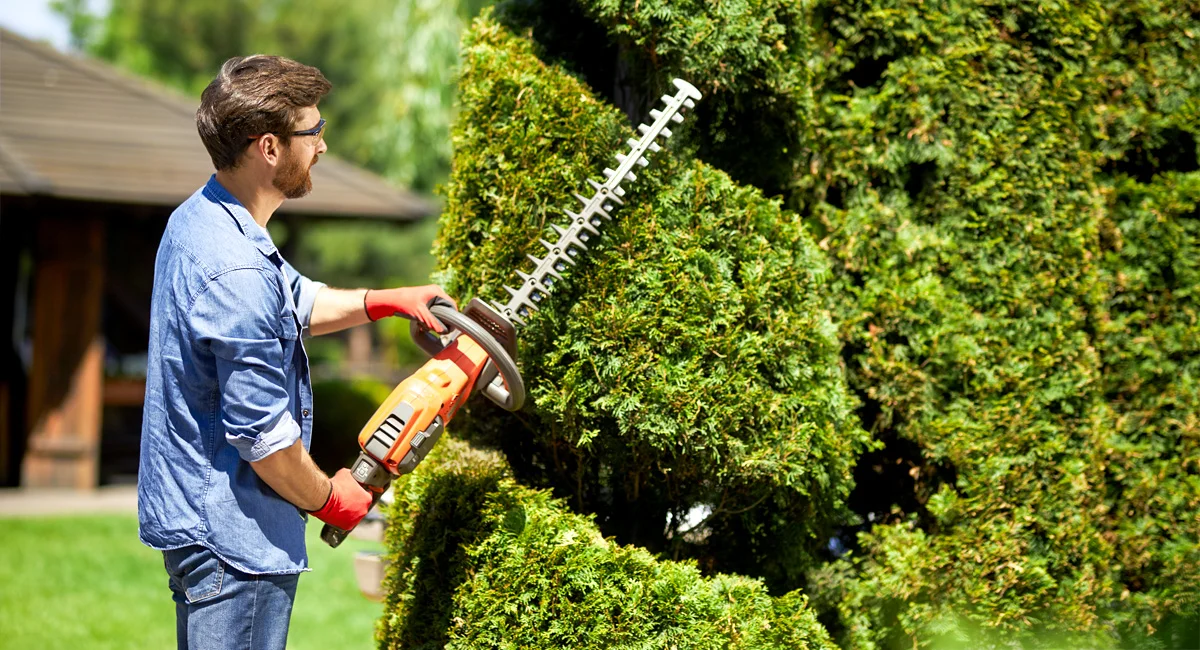 Man shaping ornamental shrubs with hedge trimmer.