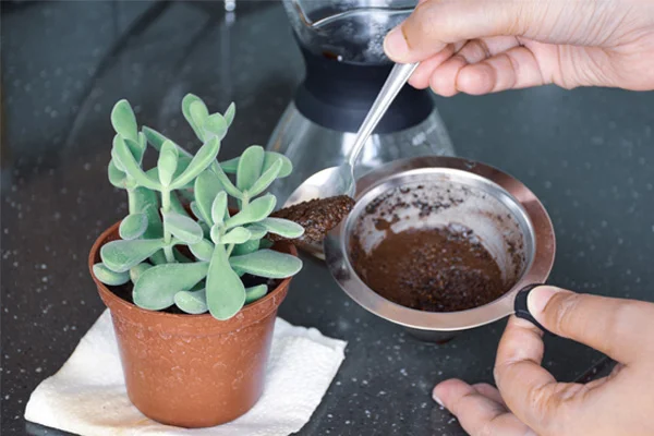 Adding coffee grounds to indoor plant