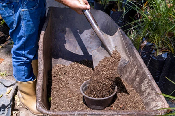 A person shoveling compost into a wheelbarrow.