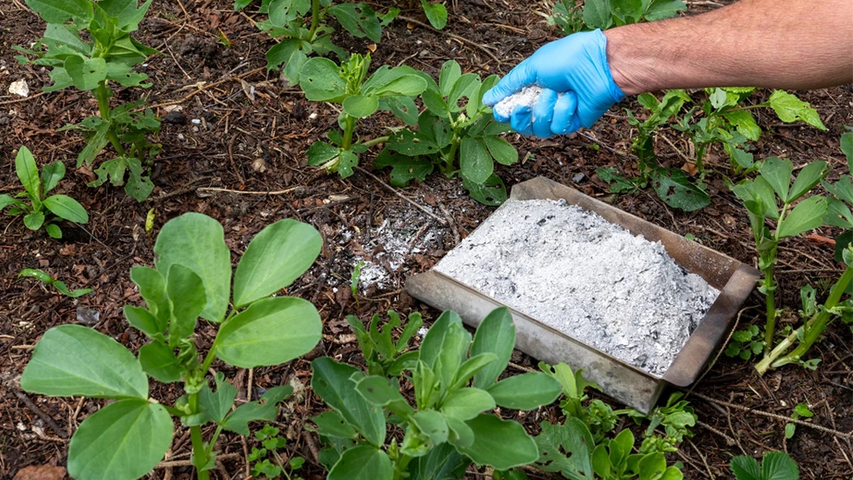 A gardener wearing a plastic glove spreads wood ash on topsoil in a vegetable garden to fertilize and add a natural source of potassium and trace elements.